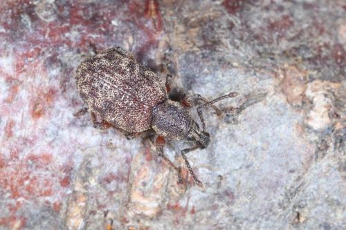 Otiorhynchus sp.